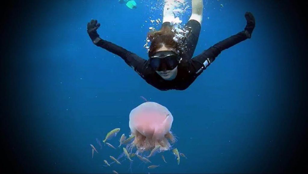 Small fishes eating the Jellyfish.
