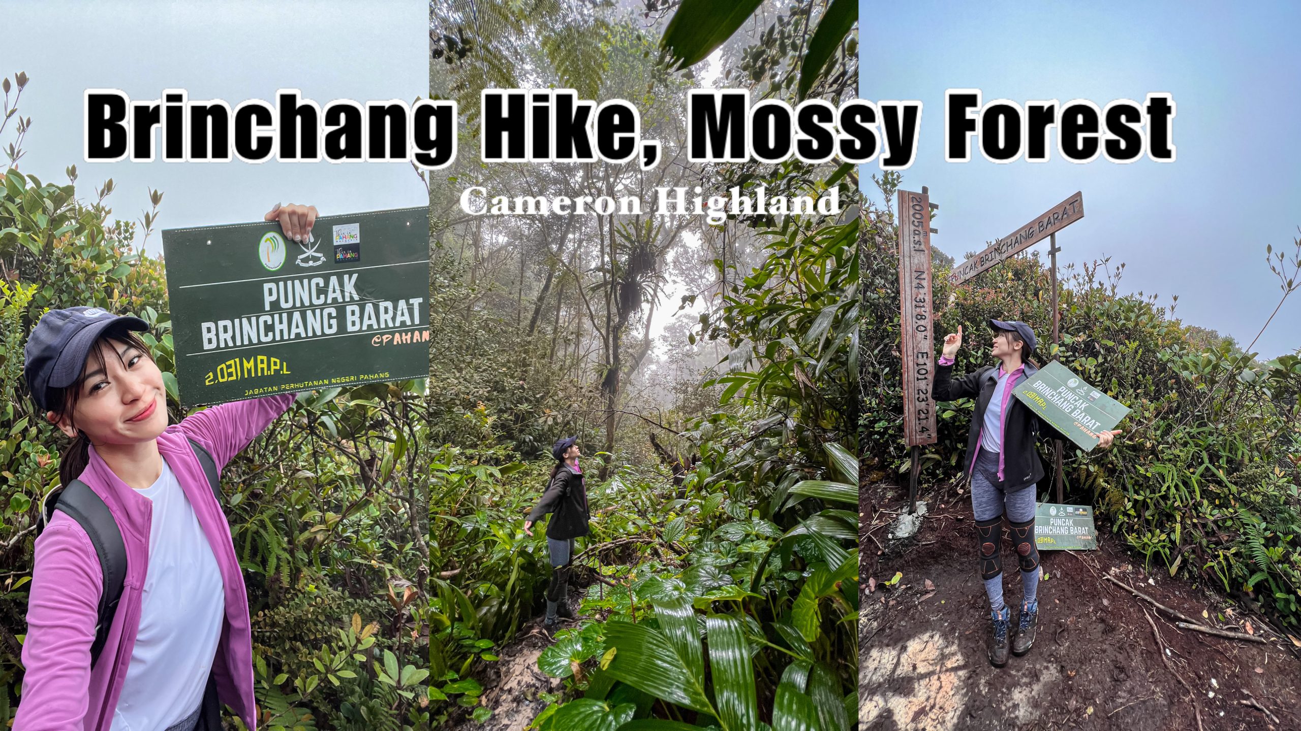 IMG 7900 scaled - Mount Brinchang Trail 1, Cameron Highland: An Enchanted Long and Rainy yet Fairytale-like Hike